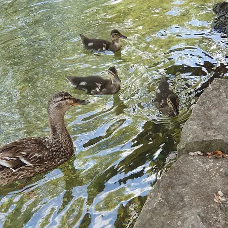 Daire River House Buna *